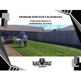 premium Kentucky Bluegrass