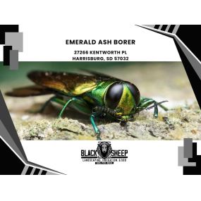 emerald ash borer