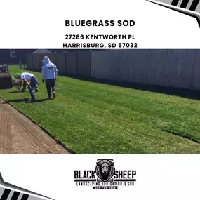 bluegrass sod