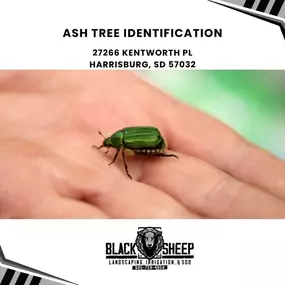 ash tree identification