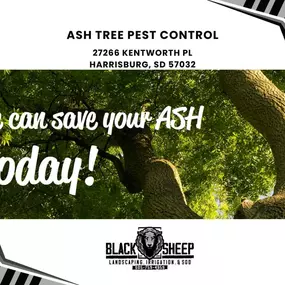 ash tree pest control