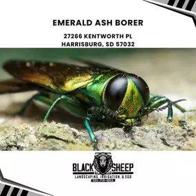 emerald ash borer