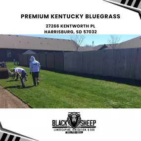 premium Kentucky Bluegrass