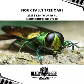 Sioux Falls tree care