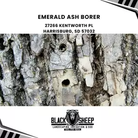Emerald Ash Borer