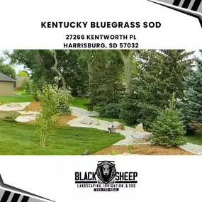 Kentucky Bluegrass sod