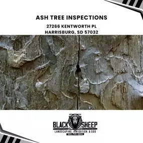 ash tree inspections
