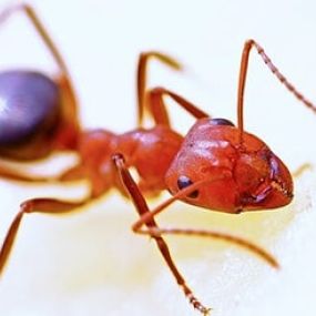 fire ant control services