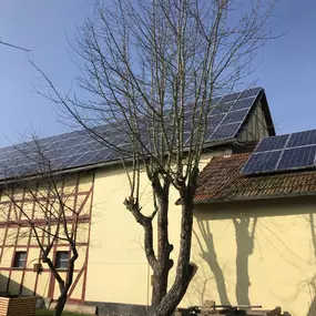 Bild von Baumpflege Astrein