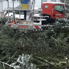 Bild von Baumpflege Astrein