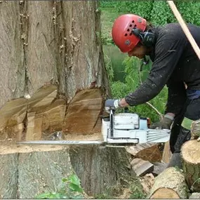 Teunissen Boomrooierij en Houthandel