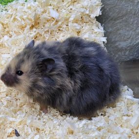 Bild von goldige Hamster nrw