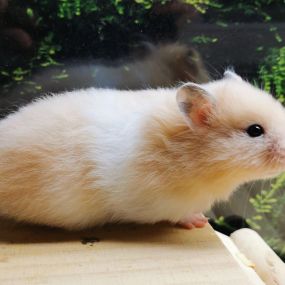 Bild von goldige Hamster nrw