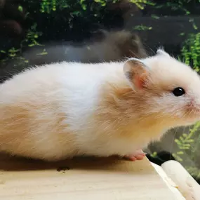 Bild von goldige Hamster nrw