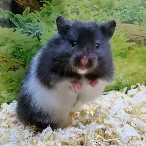 Bild von goldige Hamster nrw