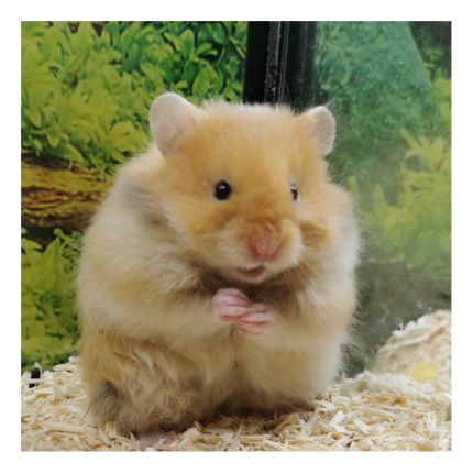 Logo van goldige Hamster nrw