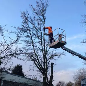 Sietzema Boom- en Bostechniek