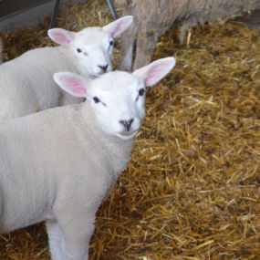 Bild von Zorgboerderij 't Klein Wierke