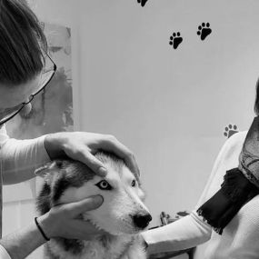 Tierarztpraxis Schönbacher