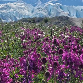 Stunning Views of the Glacier