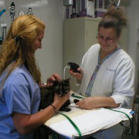 Bild von VCA Beech Grove Animal Hospital