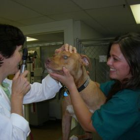 Bild von VCA Hawthorn Animal Hospital