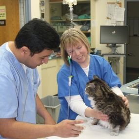 Bild von VCA Worth Animal Hospital