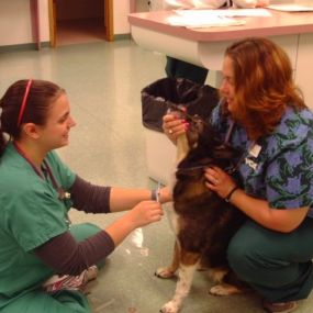 Bild von VCA Naper Ridge Animal Hospital