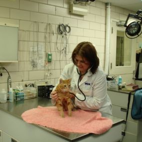 Bild von VCA Berwyn Animal Hospital