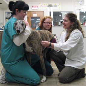 Bild von VCA Northboro Animal Hospital