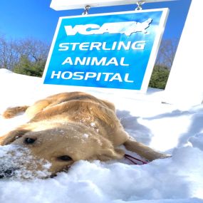 Bild von VCA Sterling Animal Hospital