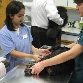 Bild von VCA College Hill Animal Hospital