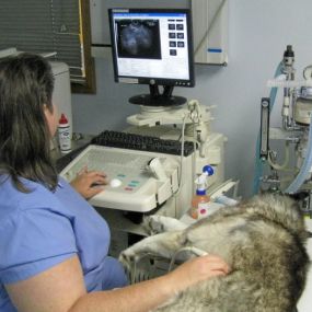 Bild von VCA College Hill Animal Hospital