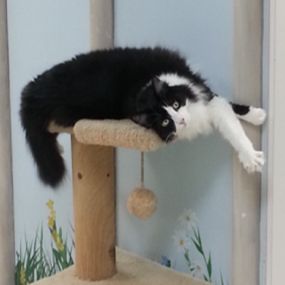 A satisfied cat customer relaxing at VCA Simmons Animal Hospital