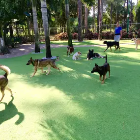 Happy Dogs at VCA Simmons Animal Hospital