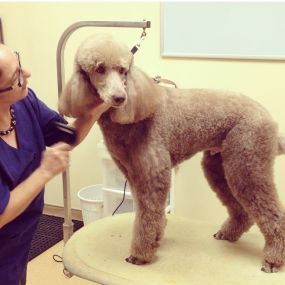 Our groomer putting the finishing touches on a patient