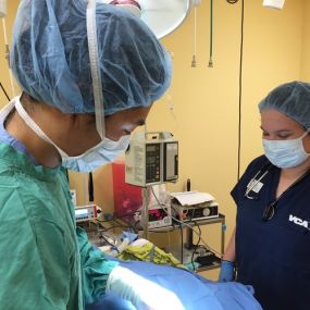 Dr. Thay and Michelle performing a spay