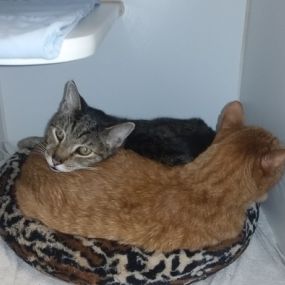 Two of our feline boarders snuggled up together in a cozy cat condo