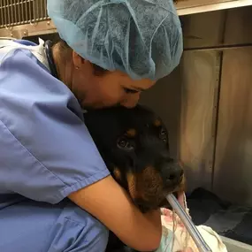 Dr. Gomez comforting Guinness after a dental procedure