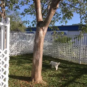 Fenced Area for boarding dogs