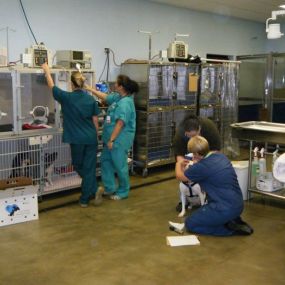 Bild von VCA Noah’s Place Animal Medical Center