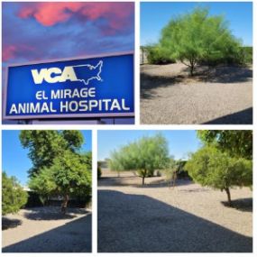 Bild von VCA El Mirage Animal Hospital