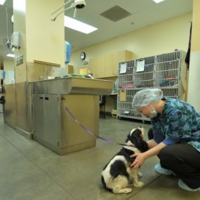 Bild von VCA Alameda East Veterinary Hospital
