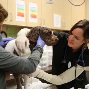 Bild von VCA Alameda East Veterinary Hospital