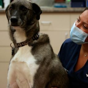 Bild von VCA Thumb Butte Animal Hospital