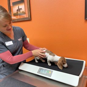 Bild von VCA Thumb Butte Animal Hospital