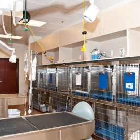 One of the State-of-the-Art Treatment Rooms at VCA Tri City Animal Hospital and Acacia Cat Hospital