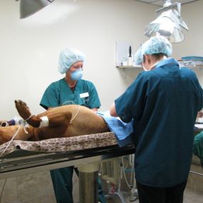 Bild von VCA McCormick Ranch Animal Hospital and Emergency Center