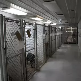 Kennel