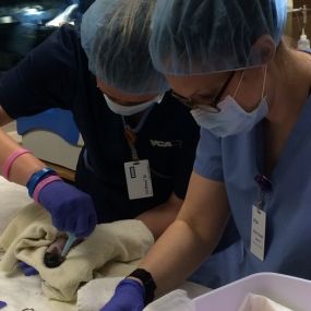 C-Section at VCA Oso Creek Animal Hospital and Emergency Center